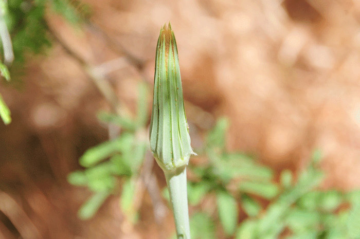 Yellow Salsify has a flowering season from June to September following monsoon rainfall. Preferred elevations are between 3,500 to 7,000 feet (1,067-2,134 m) or higher, 9,600 feet (2,438 m). Tragopogon dubius